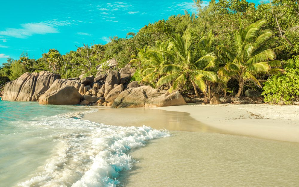 Seychely palmy a moře